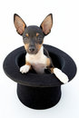 Small Dog in Magician Hat